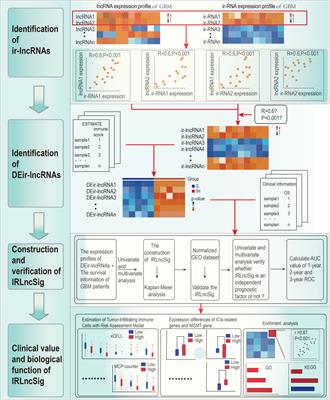 Computational identification of immune-related lncRNA signature for predicting the prognosis and immune landscape of human glioblastoma multiforme